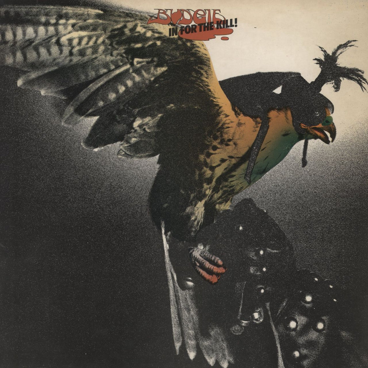 budgie-in-for-the-kill-1st-uk-